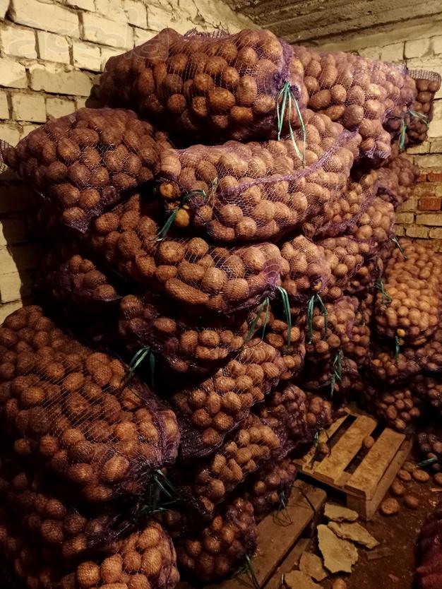 Картофель лук капуста