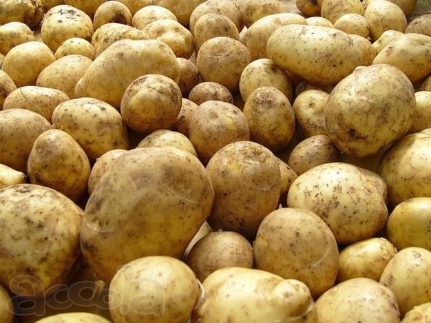Продажа продовольственного картофеля оптом